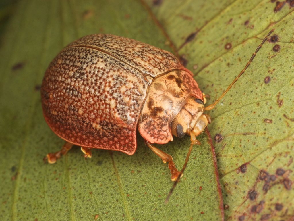 Paropsis intermedia