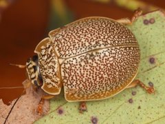 Paropsis dilatata