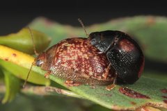 Paropsisterna atalanta