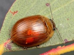 Paropsisterna nucea