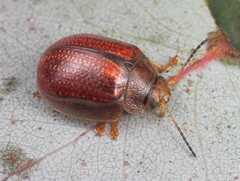 Paropsisterna bimaculata