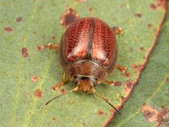 Paropsisterna bimaculata