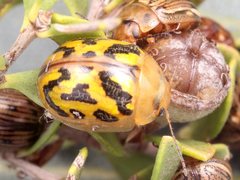 Paropsisterna obliterata