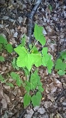Ribes rubrum