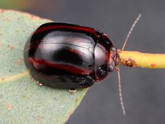 Paropsisterna stygia