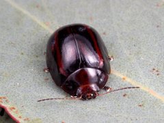 Paropsisterna stygia