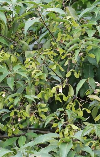 Acer sino-oblongum, photograph 2