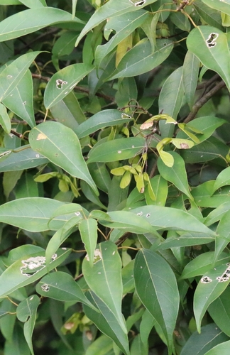 Image of Acer sino by no rights reserved