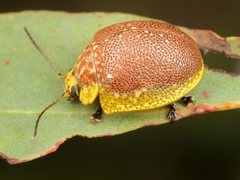 Paropsis bella