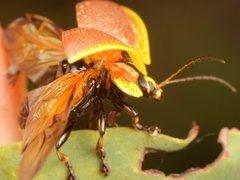 Paropsis bella