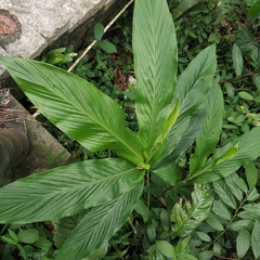 Zingiber officinale