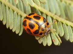 Peltoschema oceanicum