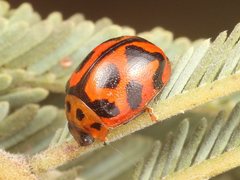 Peltoschema oceanicum