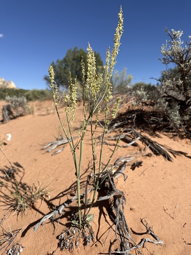Image of Eriogonum zionis by (c) william_hoyer, some rights reserved (CC BY)