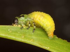 Calomela pallida
