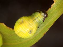 Calomela pallida