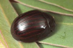 Paropsisterna octolineata