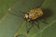 Aporocera