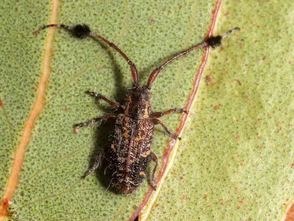 Pentacosmia scoparia