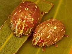 Paropsis geographica