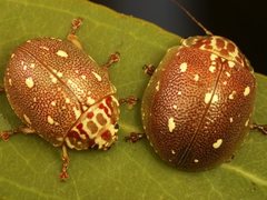 Paropsis geographica