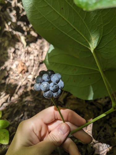 Image of Smilax ecirrhata by (c) Alaina Krakowiak, some rights reserved (CC BY)