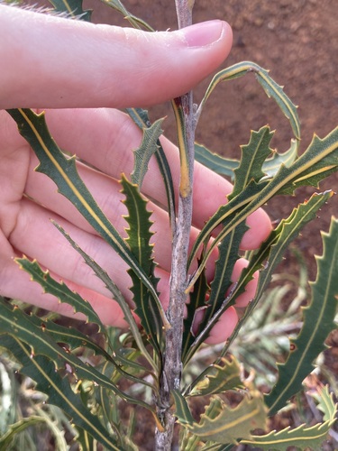 Image of Banksia laevigata by (c) Thomas Mesaglio, some rights reserved (CC BY)