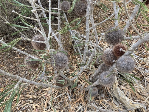 Image of Banksia laevigata by (c) Thomas Mesaglio, some rights reserved (CC BY)