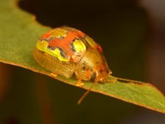 Paropsisterna nobilitata