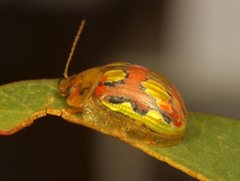 Paropsisterna nobilitata