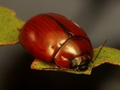 Paropsisterna rufobrunnea