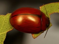 Paropsisterna rufobrunnea