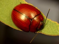 Paropsisterna rufobrunnea