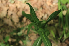 Lactuca quercina