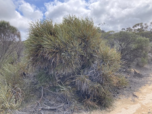 Image of Banksia elderiana by (c) Thomas Mesaglio, some rights reserved (CC BY)