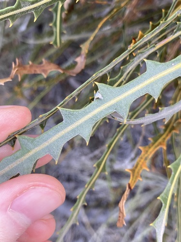 Image of Banksia elderiana by (c) Thomas Mesaglio, some rights reserved (CC BY)