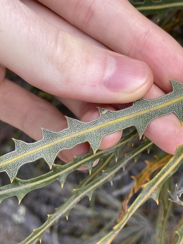 Image of Banksia elderiana by (c) Thomas Mesaglio, some rights reserved (CC BY)