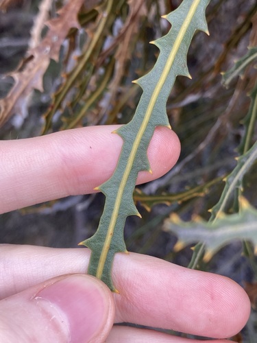 Image of Banksia elderiana by (c) Thomas Mesaglio, some rights reserved (CC BY)