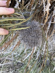 (c) Thomas Mesaglio, some rights reserved (CC BY) Banksia elderiana, photograph (c) Thomas Mesaglio, some rights reserved (CC BY)