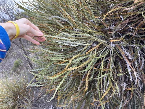 Image of Banksia elderiana by (c) Thomas Mesaglio, some rights reserved (CC BY)