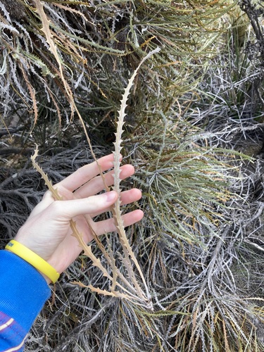 Image of Banksia elderiana by (c) Thomas Mesaglio, some rights reserved (CC BY)