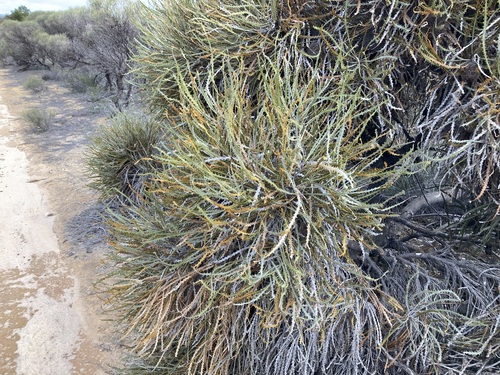 Image of Banksia elderiana by (c) Thomas Mesaglio, some rights reserved (CC BY)