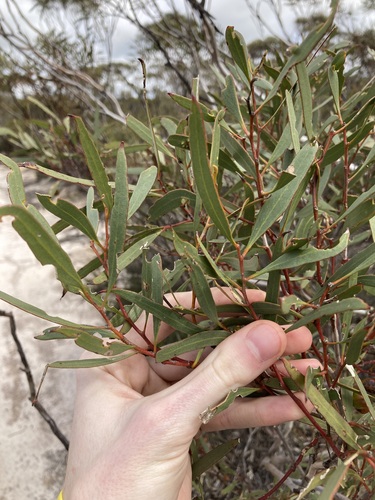 Image of Eucalyptus tenera by (c) Thomas Mesaglio, some rights reserved (CC BY)