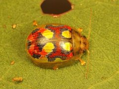 Paropsisterna gloriosa