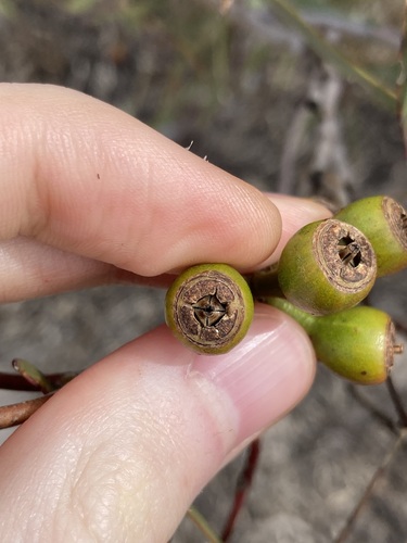 Image of Eucalyptus tenera by (c) Thomas Mesaglio, some rights reserved (CC BY)
