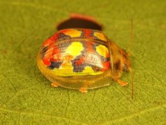 Paropsisterna gloriosa