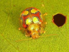 Paropsisterna gloriosa