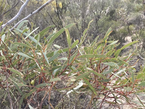 Image of Eucalyptus tenera by (c) Thomas Mesaglio, some rights reserved (CC BY)