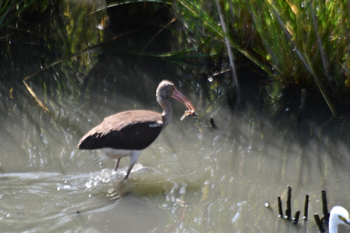 White Ibis photographed in Delaware