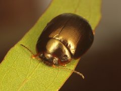 Paropsisterna rufipes